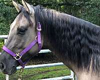 grulla-quarter-horse-stallion