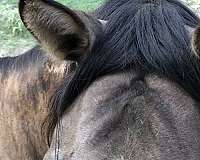 grulla-aqha-horse