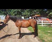 chubasco-friesian-horse