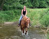 experienced-belgian-pony