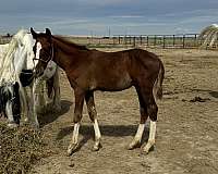 chestnut-overo-idhsna-horse