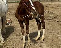 chestnut-overo-irish-draught-horse