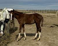 chestnut-overo-irish-draught