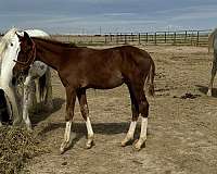 chestnut-overo-irish-draught-colt