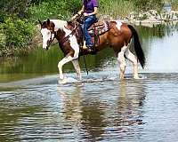 apha-gelding-quarter-horse