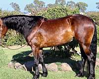 friesian-sport-horse