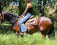 ranch-versatility-friesian-horse