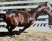 all-around-quarter-horse