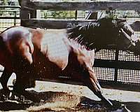 athletic-quarter-horse