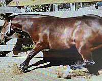 barrel-quarter-horse