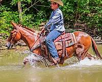 ranch-work-quarter-horse