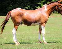 all-around-quarter-horse