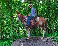 family-horse-quarter