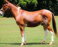 athletic-quarter-horse