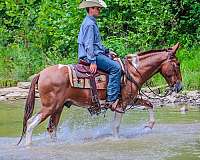 husband-safe-quarter-horse