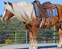 buckskin-rear-socks-horse