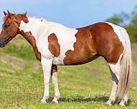 quarter-horse