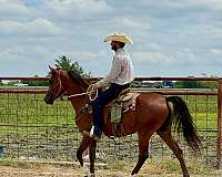 western-riding-arabian-horse