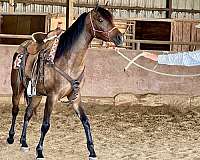 bay-all-around-beginner-horse