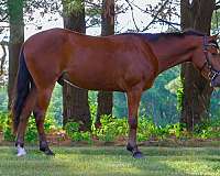 morganquarter-horse-gelding