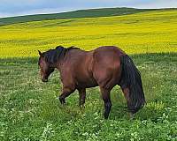 bay-gelding-foal