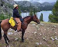 trail-riding-horse
