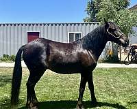 match-gypsy-vanner-horse