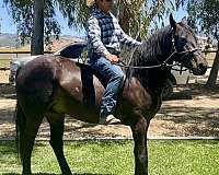 bay-gelding-gypsy-vanner-horse