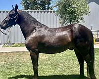 great-companion-gypsy-vanner-horse