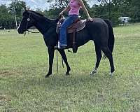 rodeo-quarter-pony