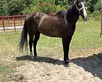 gentle-quarter-pony