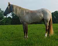 paint-pony-gelding