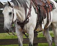 quarter-horse-gelding