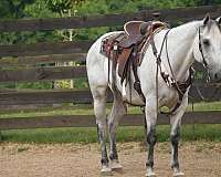 quarter-horse-for-sale