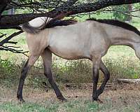 baroque-andalusian-horse