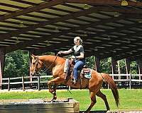 gelding-quarter-horse