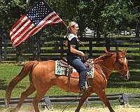 gentle-quarter-horse