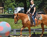 bombproof-quarter-horse