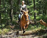 aqha-quarter-horse