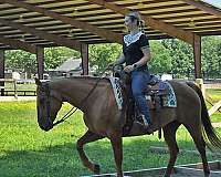 beginner-quarter-horse