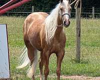 aqha-quarter-horse