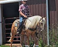 aqha-mare-quarter-horse