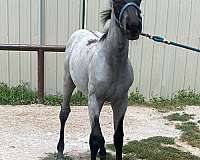 pacheco-horse