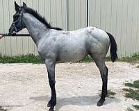 all-around-horse-stallion