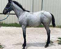 pacheco-quarter-horse