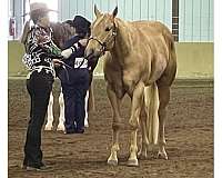 horsemanship-quarter-horse