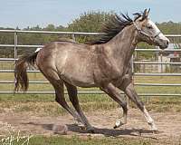 aqha-world-champion-paint-horse