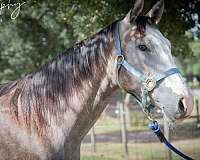 exquisite-paint-horse