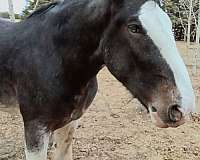 black-two-blue-eyes-horse