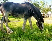 black-hind-legs-white-to-hocks-extending-horse